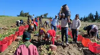 Muğla Datça'da Turfanda Patates Hasadı Başladı