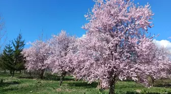 Bolu'nun Yeniçağa ilçesinde erik ağaçları çiçeklendi