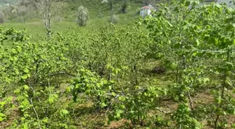 Giresun Üniversitesi, fındıkta 5 ana başlıkta projeler hazırlayacak