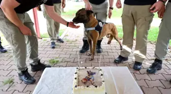 Adana'da Narkotik Dedektör Köpeği Hulk'un 7. Yaş Günü Kutlandı