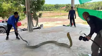 Tayland'da Garajda Devasa Kral Kobra Bulundu