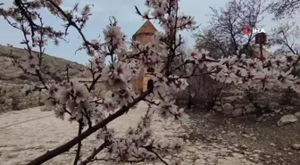 Akdamar Adası renk cümbüşüne büründü