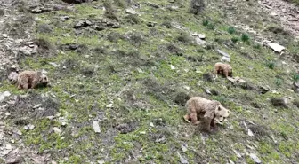 Munzur Vadisi Milli Parkı'nda Uyanan Bozayı ve Yavrusu