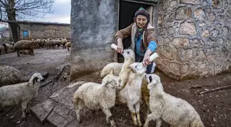 Tunceli'de Köylüler Oğlak ve Kuzuları Anneleriyle Buluşturuyor