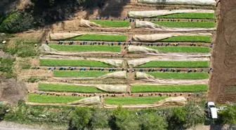 Denizli Kale'de Tütün Üretimi İçin Fide Yetiştirme Çalışmaları Sürüyor