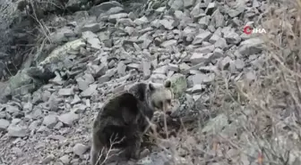 Erzurum'da boz ayı böyle görüntülendi