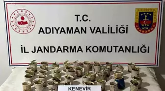 Adıyaman'da Bardak İçerisinde Kenevir Bitkileri Ele Geçirildi