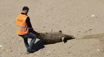 Sinop'ta kıyıya vurmuş üç ölü yunus bulundu