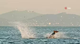 İstanbul'da yunusların coşkusu kameraya yansıdı