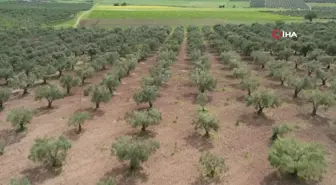 Aşırı yağış zeytini vurdu