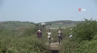 Bafra Ovası'nda dron destekli sivrisinek mücadelesi