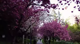 Dikmen Vadisi'nde Sakura ağaçları görsel şölen oluşturuyor