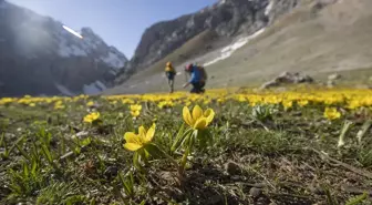 Tunceli Ovacık'ta Bahar Çiçekleri Açtı