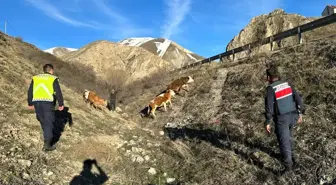 Bayburt'ta Kaybolan Büyükbaş Hayvanlar Drone İle Bulundu