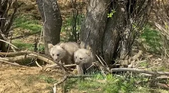 Yedisu ilçesinde ormanda gezinen bozayı yavruları görüntülendi