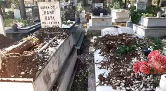 Marmaris'te Yaban Domuzları Mezarlıklara Zarar Veriyor