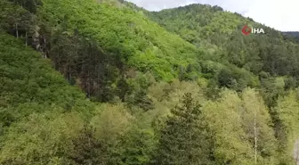 Kazdağları bahar ile birlikte yeşilin binbir tonuna büründü