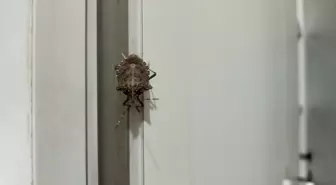 Kahverengi kokarca böceği tarım alanlarına zarar veriyor