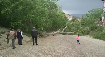 Sinop'ta Rüzgarın Etkisiyle Devrilen Ağaç Elektrik Teline Zarar Verdi