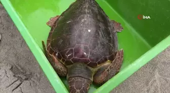 Güzel İzmir İsimli Caretta Mısır'da Soluk Aldı