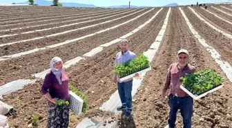 Bilecik'in Osmaneli ilçesinde karpuz hasadı için fideler toprakla buluştu