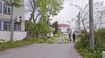 Samsun'da Kuvvetli Rüzgar Hayatı Olumsuz Etkiledi