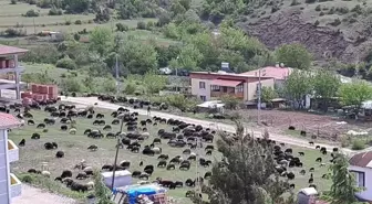 Artvin'de hayvancılık yapan çiftçiler zorluklarla mücadele ediyor