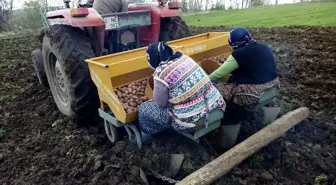 Tokat'ın Başçiftlik ilçesinde 'Başçiftlik beyazı' adıyla tescillenen patatesin ekimine başlandı