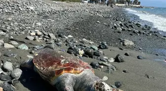 Hatay'ın Dörtyol ilçesinde ölü caretta caretta bulundu