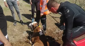 Malatya'da Baraj Gölüne Kaçan Buzağı İtfaiye Tarafından Kurtarıldı