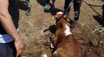 Malatya'da baraja düşen dana itfaiye tarafından kurtarıldı