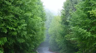 Sakarya'da Çam Dağı'nda İlkbahar Renkleri