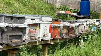 Anzer Balı Üreticileri Yeni Sezonda Yüksek Rekolte Bekliyor
