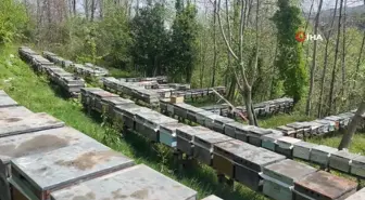 Anzer balı üretimi yapan arıcılar yeni sezondan ümitli