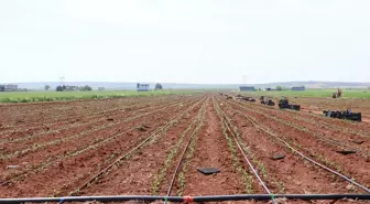 Kilis'te Baharatlık, Salçalık ve Dolmalık Biber Fidelerinin Dikimine Başlandı