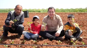 Kilis'te Biber Fideleri Toprakla Buluştu