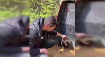 Ormandan şehre inen yavru ayı maskot oldu