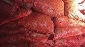 Altınova'da 1 Ton 150 Kilogram Kaçak Midye Ele Geçirildi