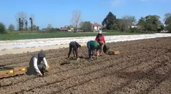 Samsun'un Bafra Ovasında Yazlık Sebzelerin Fidanları Toprakla Buluşuyor