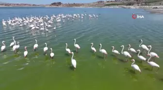 Flamingoların Tuz Gölü'ndeki Üreme Sayısı Artıyor