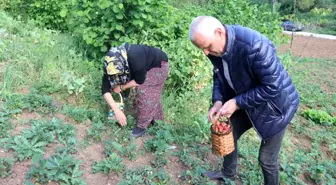 Zonguldak'ta İlk Çilek Hasadı Yapıldı