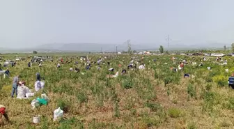 Satamadığı soğanı bedava yapınca 3 bin kişi tarlaya akın etti