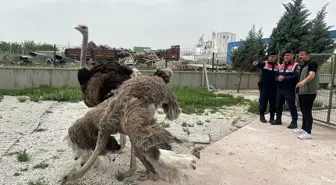 Aksaray'da yasa dışı hayvan ticareti yapan kişiye 30 bin lira ceza