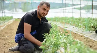 Söğüt'teki seralarda domates ve salatalık fideleri toprakla buluşuyor