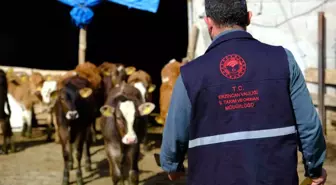 Erzincan'da Büyükbaş Hayvanlarda Kenelere Karşı İlaçlama Çalışmaları Devam Ediyor