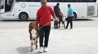 Iğdır'da Buzağı, Kuzu ve Oğlak Güzellik Yarışması Düzenlendi