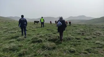 Bayburt'ta kaybolan büyükbaş hayvanlar dron yardımıyla bulundu