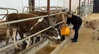 Muğla'dan Giresun'a dönen kadın girişimci hayvancılık yapıyor