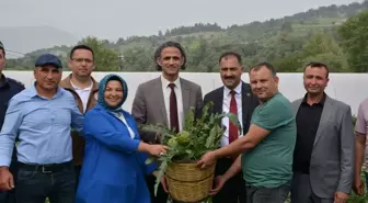 Manisa Demirci'de Tarım ve Orman Bakanlığı desteğiyle enginar yetiştirildi