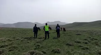 Bayburt'ta Kaybolan 9 Büyükbaş Hayvan Jandarma Tarafından Bulundu